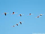 Fenicotteri Rosa Camargue Immagine 331